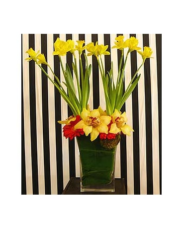 Dancing Daffodils