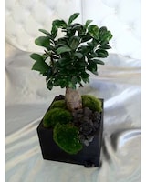 As Shown size,  inches height and  inches wide.