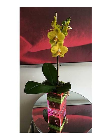 Green Novelty 11