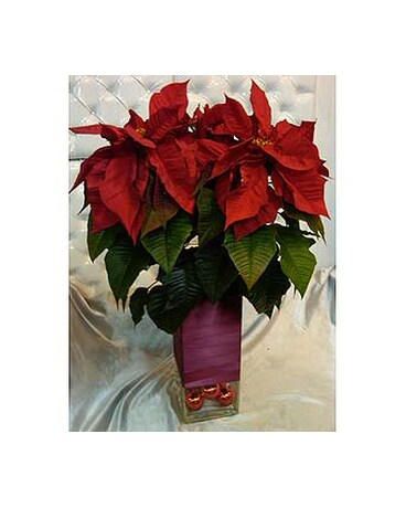 Magnificent Poinsettia In Santa Monica Ca Santa Monica Florist
