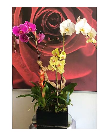 Orchid Garden 1
