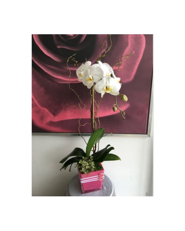 White Orchid