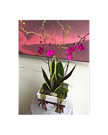 Mini Purple Orchid Garden