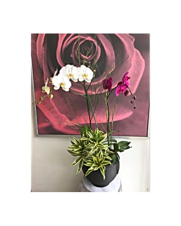 Orchid Medley