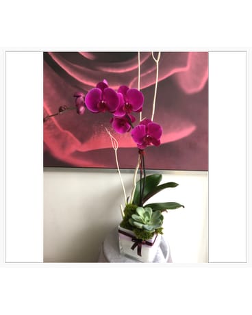 Purple Orchid & Succulent