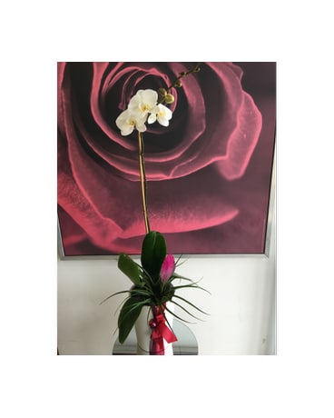 Elegant White Orchid with Bromeliad