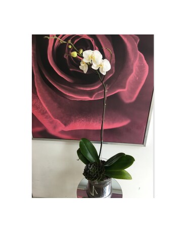 Elegant White Orchid with Succulent