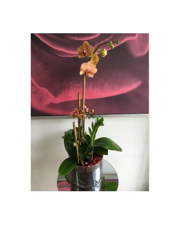 Variegated Novelty Orchid Garden
