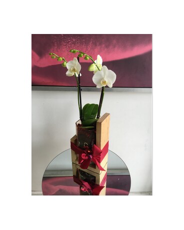 Mini White Orchid in Unique Glass-Wood Planter