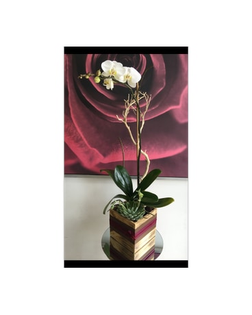 Elegant White Orchid with Manzanita Branch & Succu