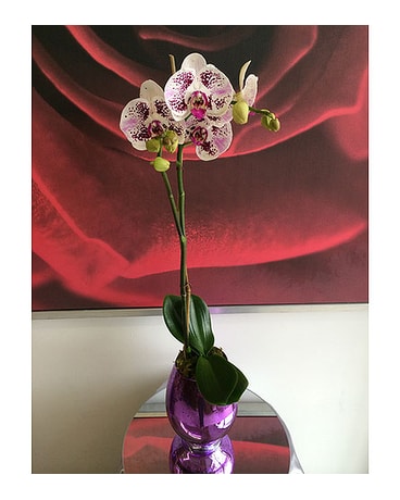 Variegated Orchid 2