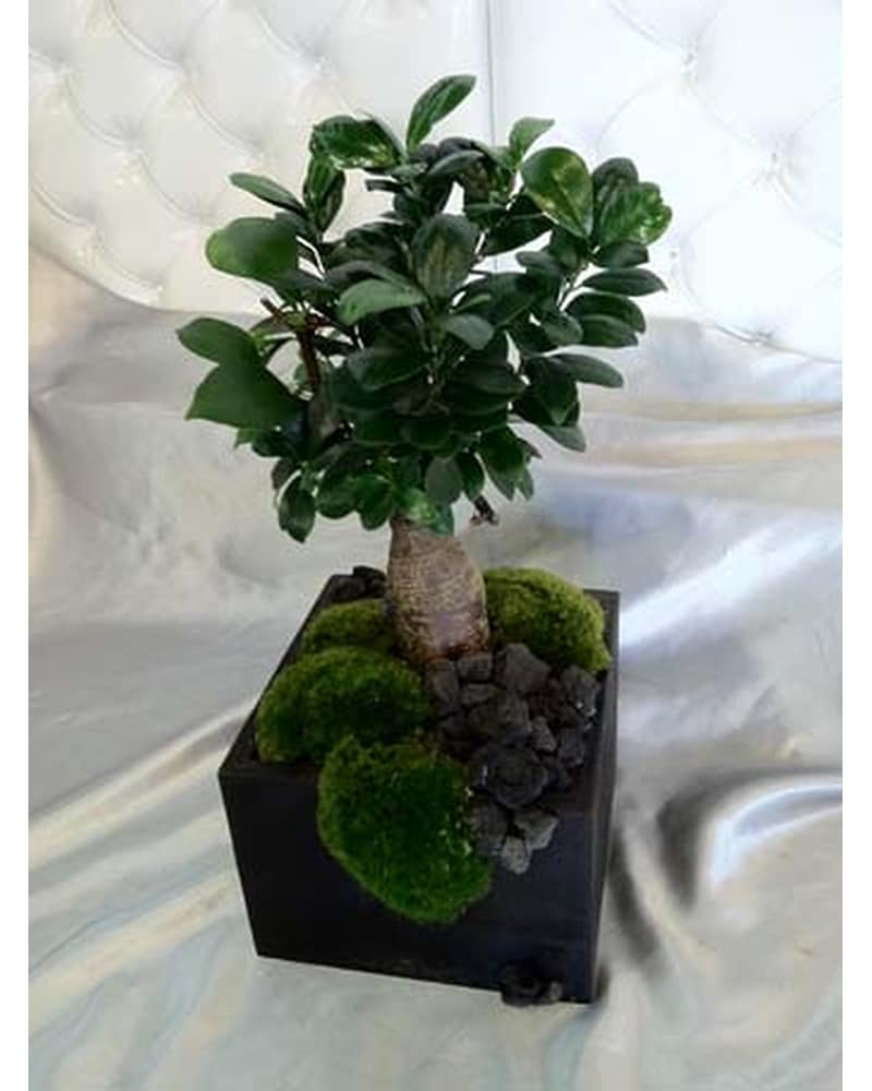 SMF - Plants Delivery Santa Monica CA - Santa Monica Florist