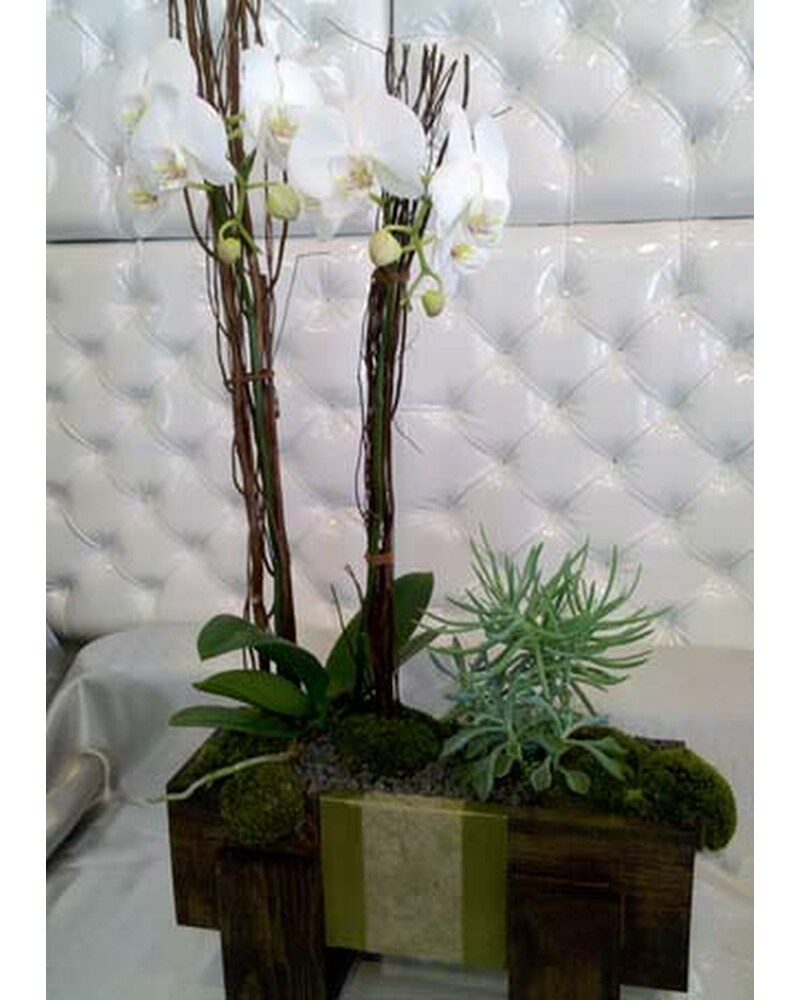 ORCHID 8 in Santa Monica CA - Santa Monica Florist