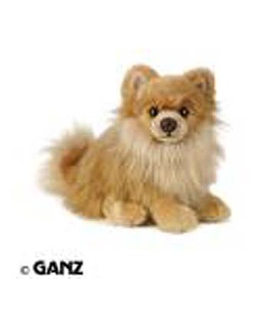 Pomeranian