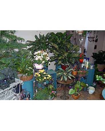 Wide variety of flowering and green plants in our Atrium