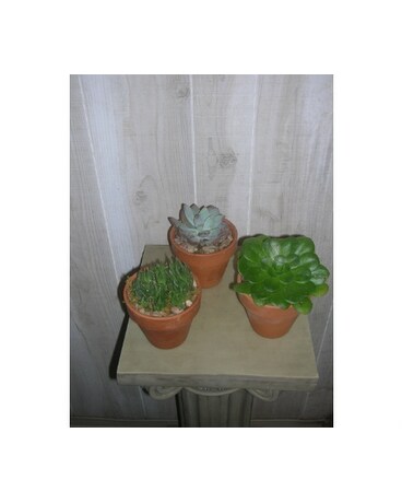 Succulent Trio (DSCN5030)