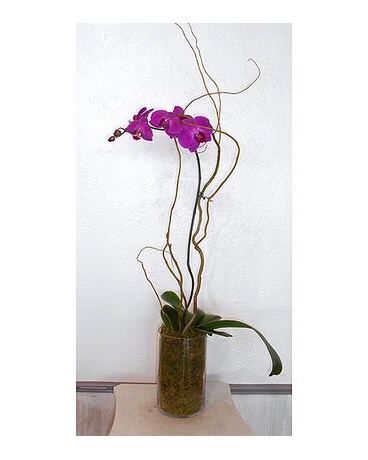 Orchid Plant 2 (PSF-152)