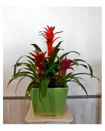 Tres Bromeliads