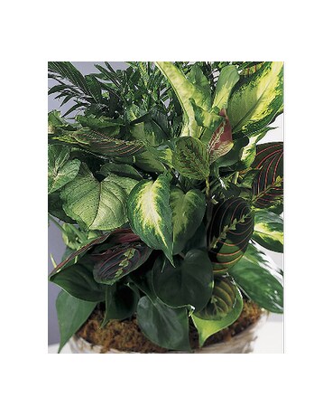Choose your price Planter (Starts at $40)