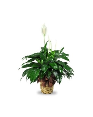 Spathiphyllum
