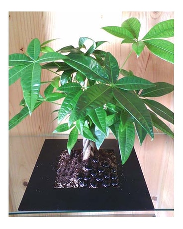 Money Tree Plant
