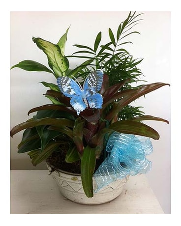 Blue Butterfly