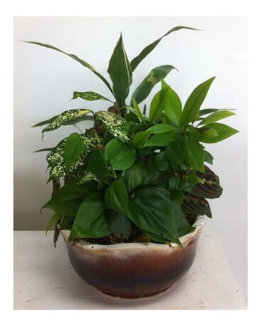 Brown Dish