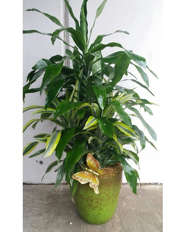 Corn Plant