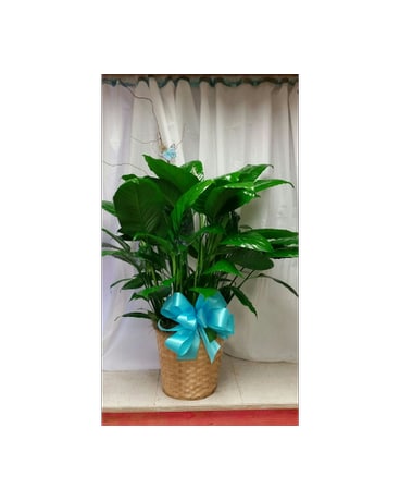 Turquoise Plant