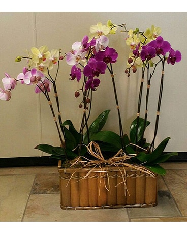 Orchid Surprise