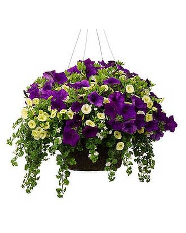 Assorted Hanging Basket