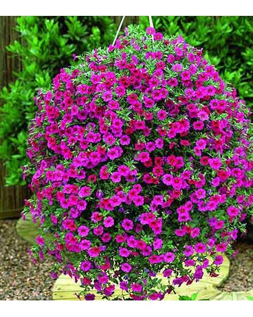 Solid Petunia Hanging Basket
