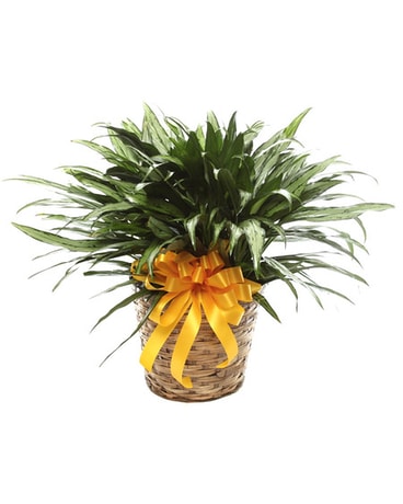 Mid-Size Chinese Evergreen in Basket