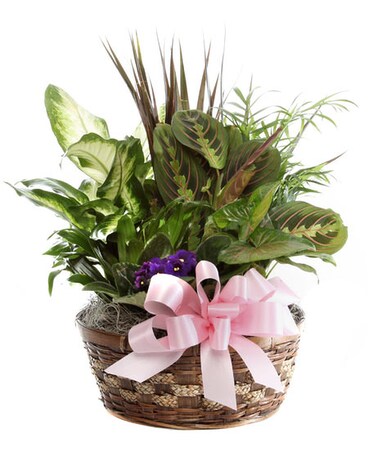 Dish Garden Delight