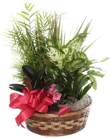 Medium Dish Garden in Basket