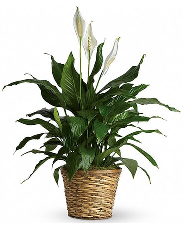 Simply Elegant Peace Lily - Medium