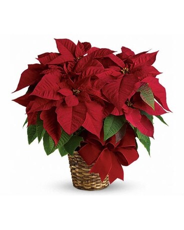 Red Poinsettia