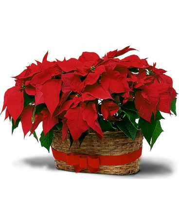 Double Poinsettia in Peanut Basket