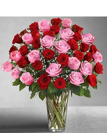 Ultimate Elegance Pink & Red