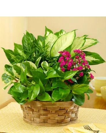 European Dish Garden
