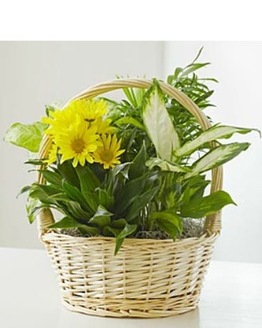 Dish Garden with Fresh Cut Flowers