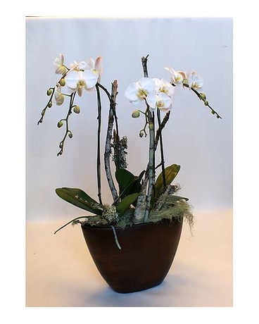 Birch N Orchids