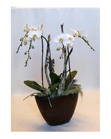 Beautiful-As Shown size,  inches height and  inches wide.
