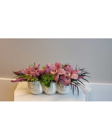 Playful Orchids