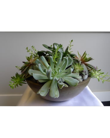 SUCCULENT COLLECTION