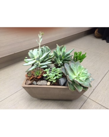 SUCCULENT BEAUTY