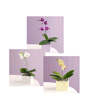 Orchid Plant Designer's Choice Flower Arrangement