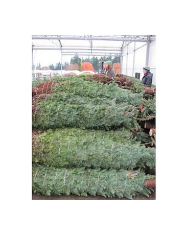Cut Christmas Tree Flower Arrangement