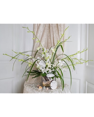 Orchids and Shells of Siesta Key