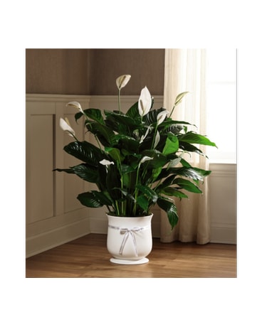Comfort Planter